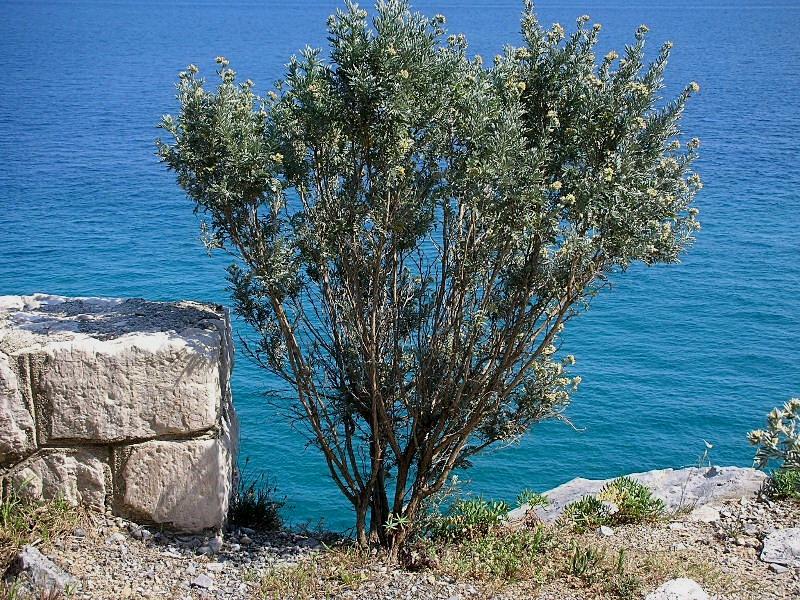 Anthyllis barba-jovis / Vulneraria barba di Giove